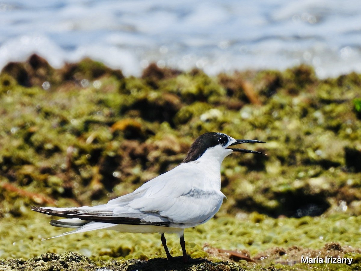 Roseate Tern - ML624027383