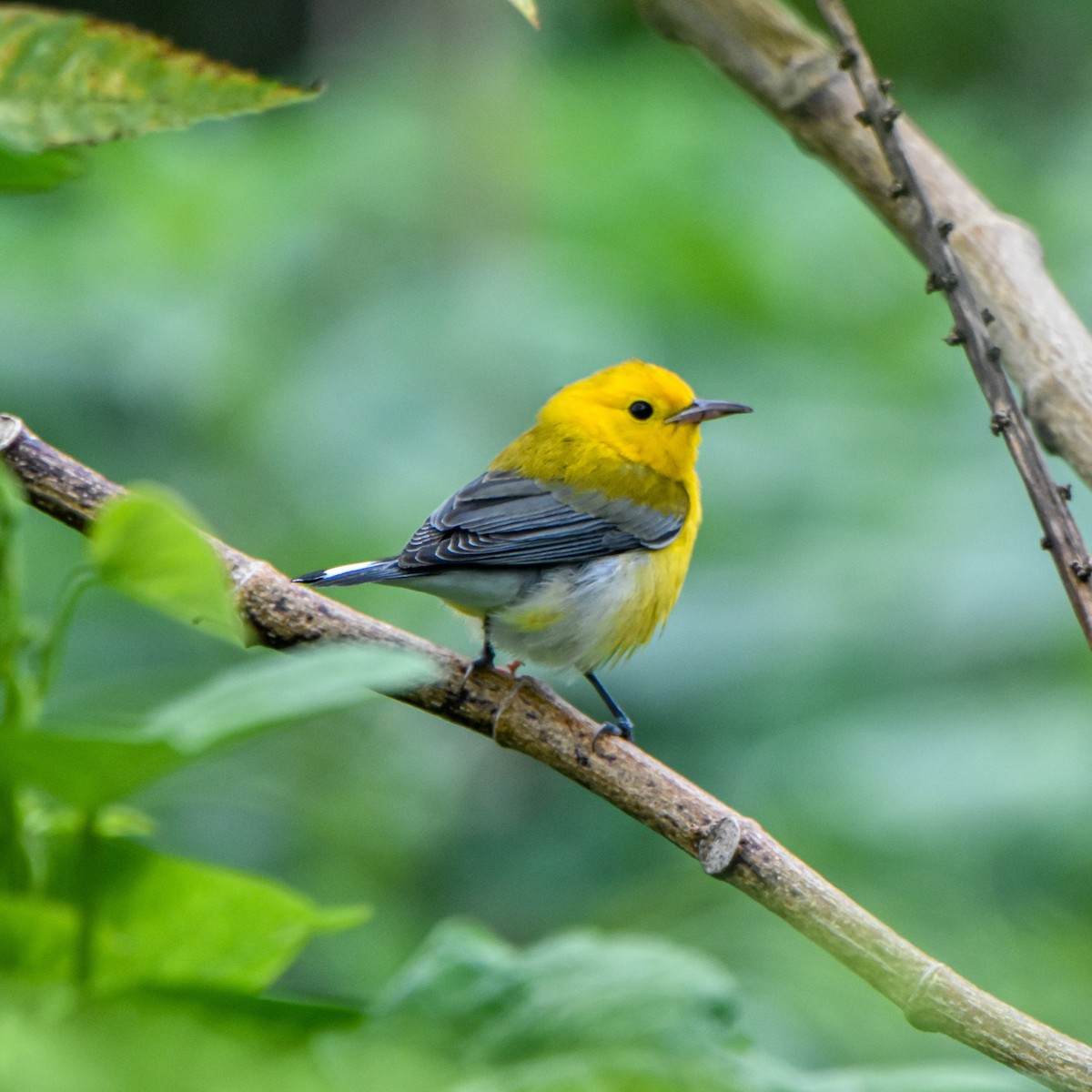 Prothonotary Warbler - ML624027384