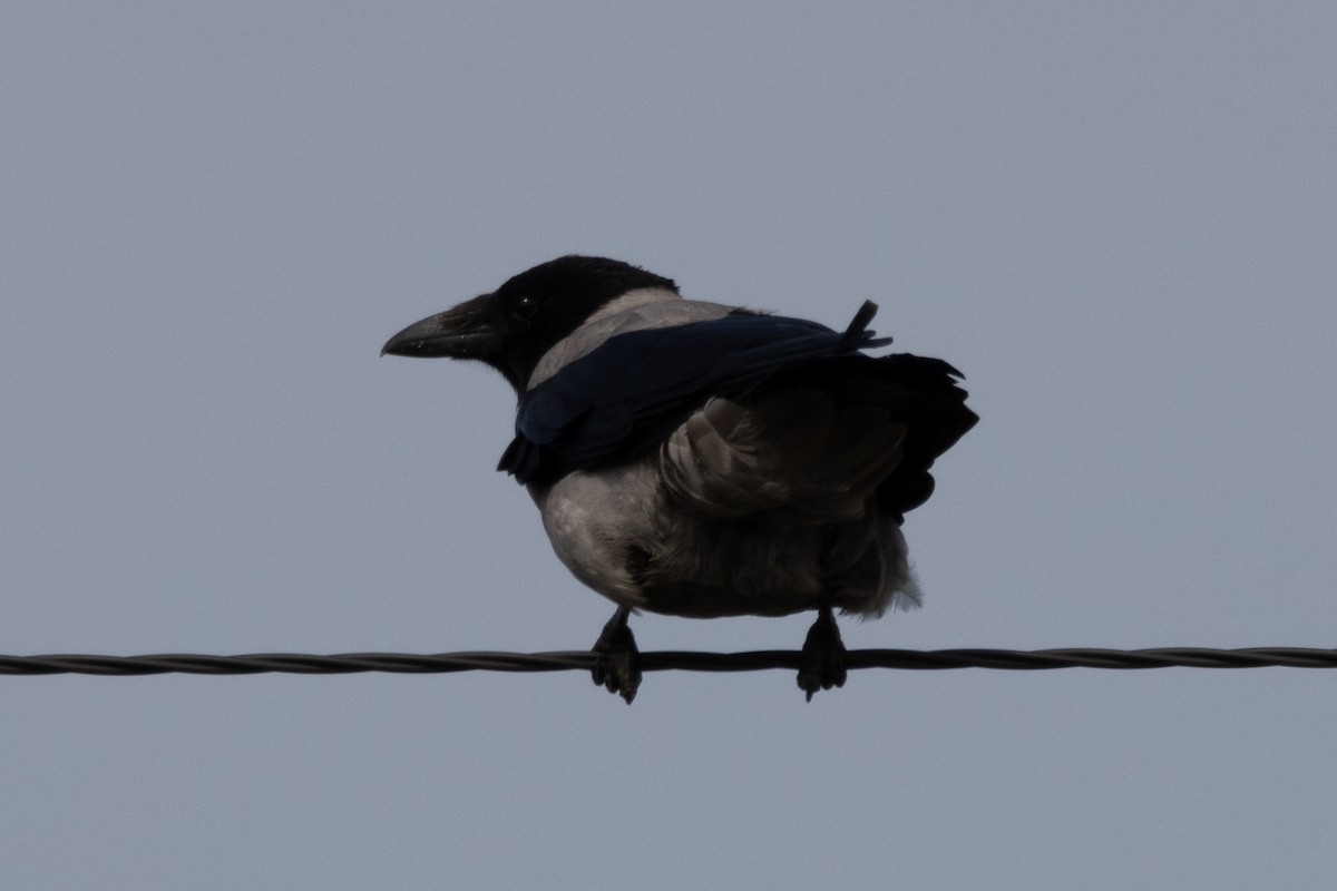 Hooded Crow - ML624027387