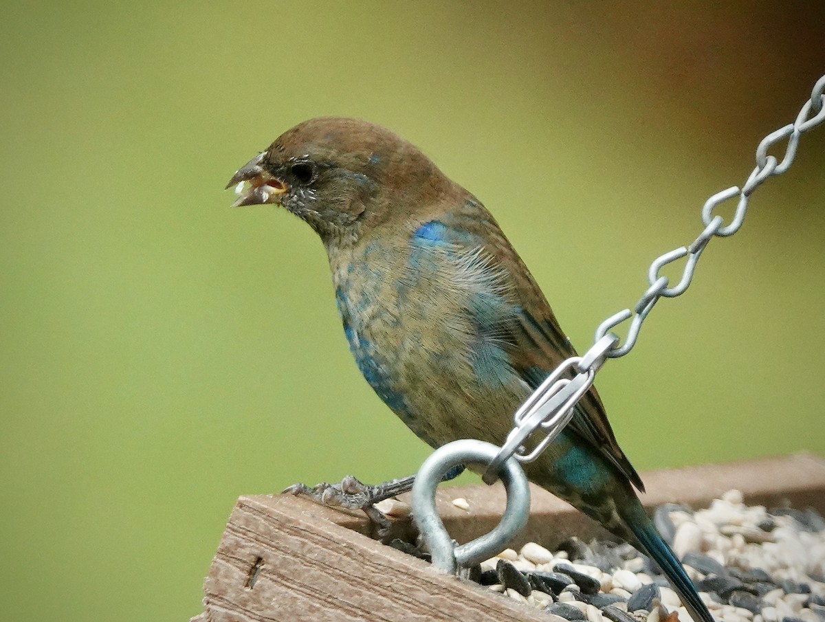 Indigo Bunting - ML624027388