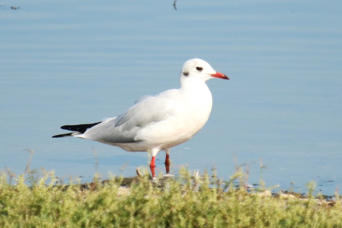 Black-headed Gull - ML624027390