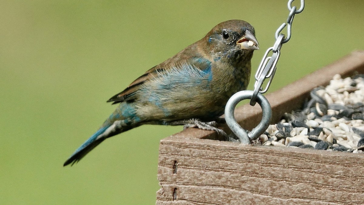 Indigo Bunting - Dianne Zuppe