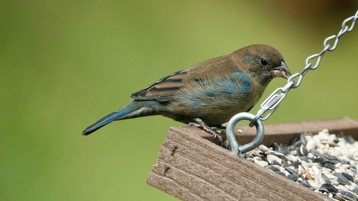 Indigo Bunting - ML624027394