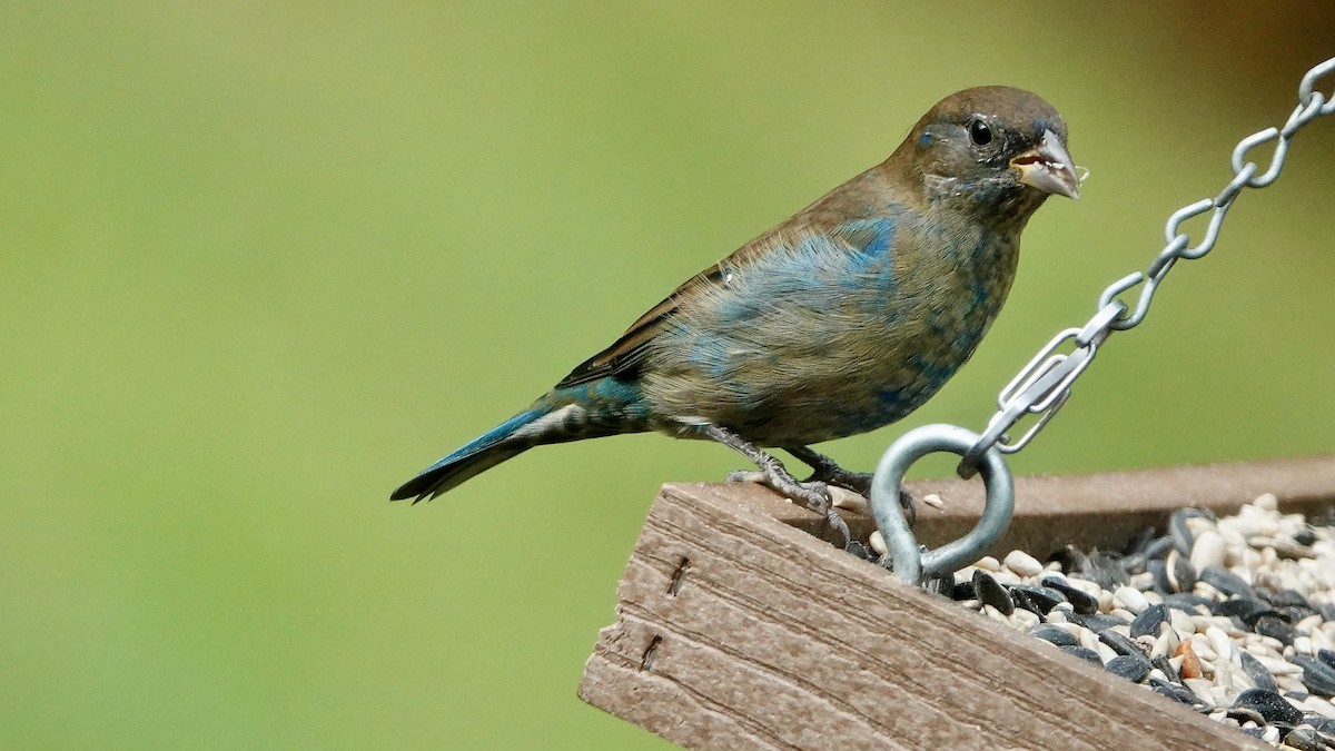 Indigo Bunting - ML624027395