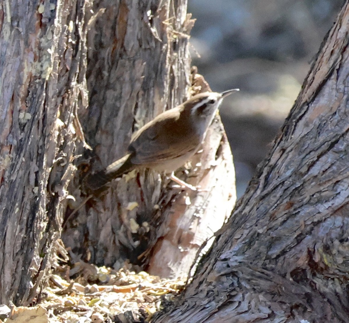 Bewick's Wren - ML624027404