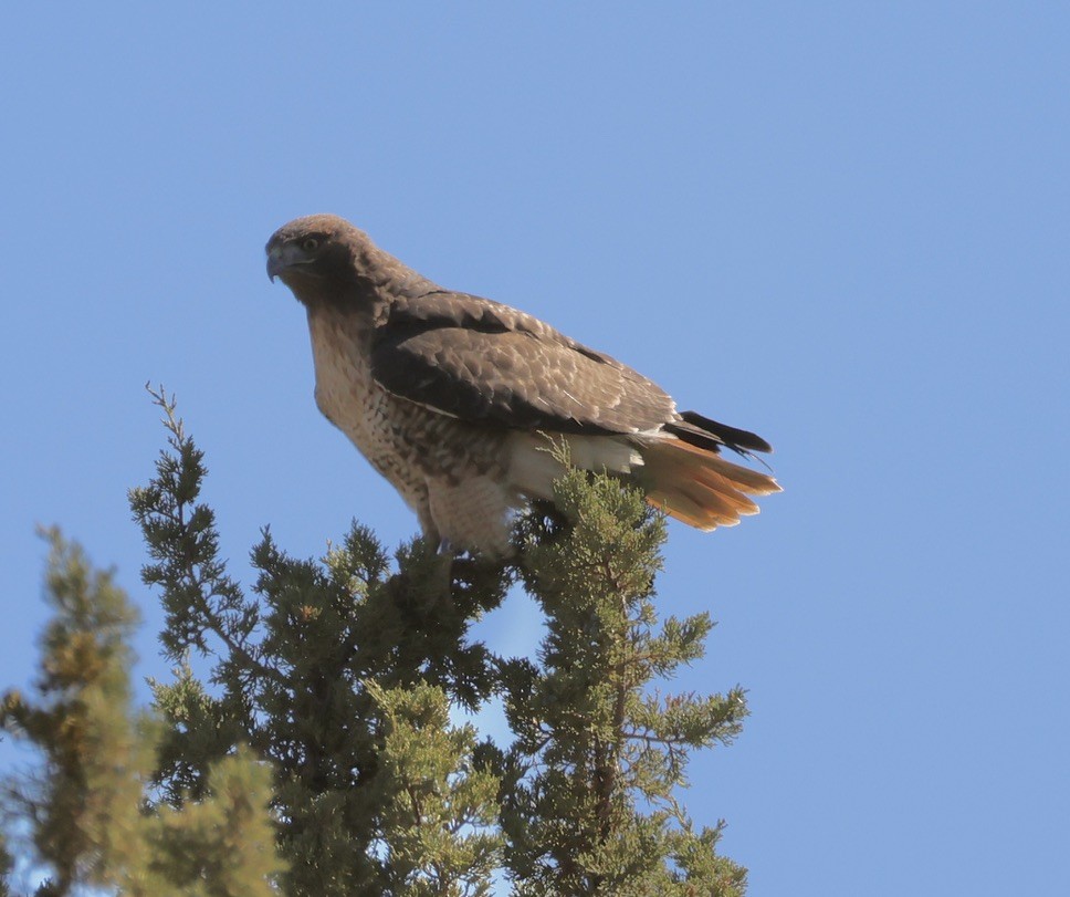 Red-tailed Hawk - ML624027413