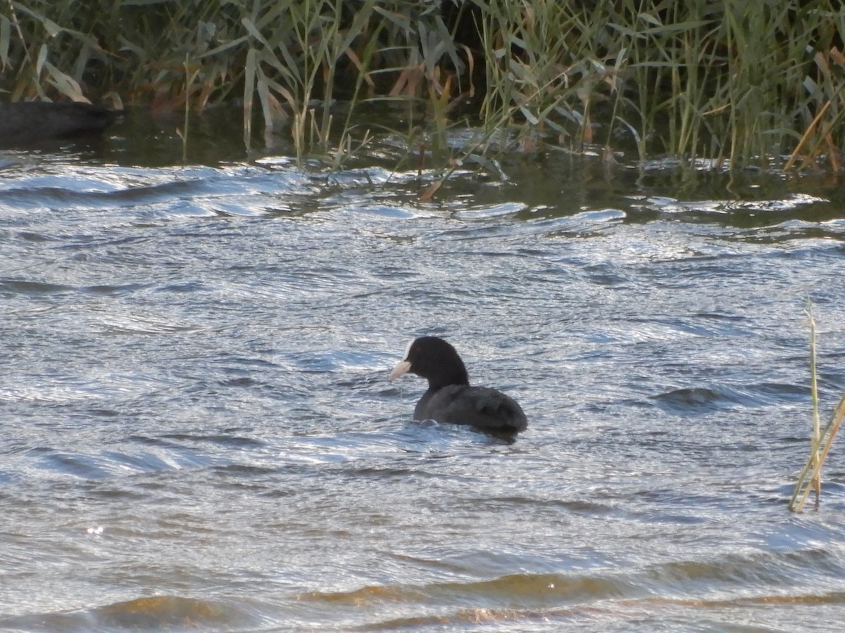 Eurasian Coot - ML624027414