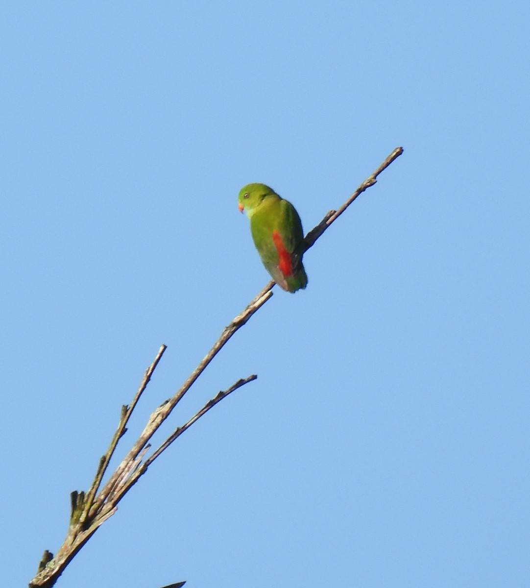 Vernal Hanging-Parrot - ML624027418