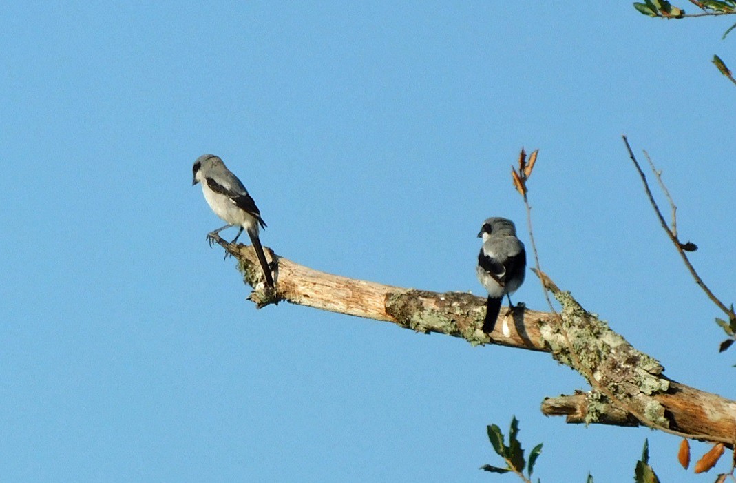 Loggerhead Shrike - ML624027420