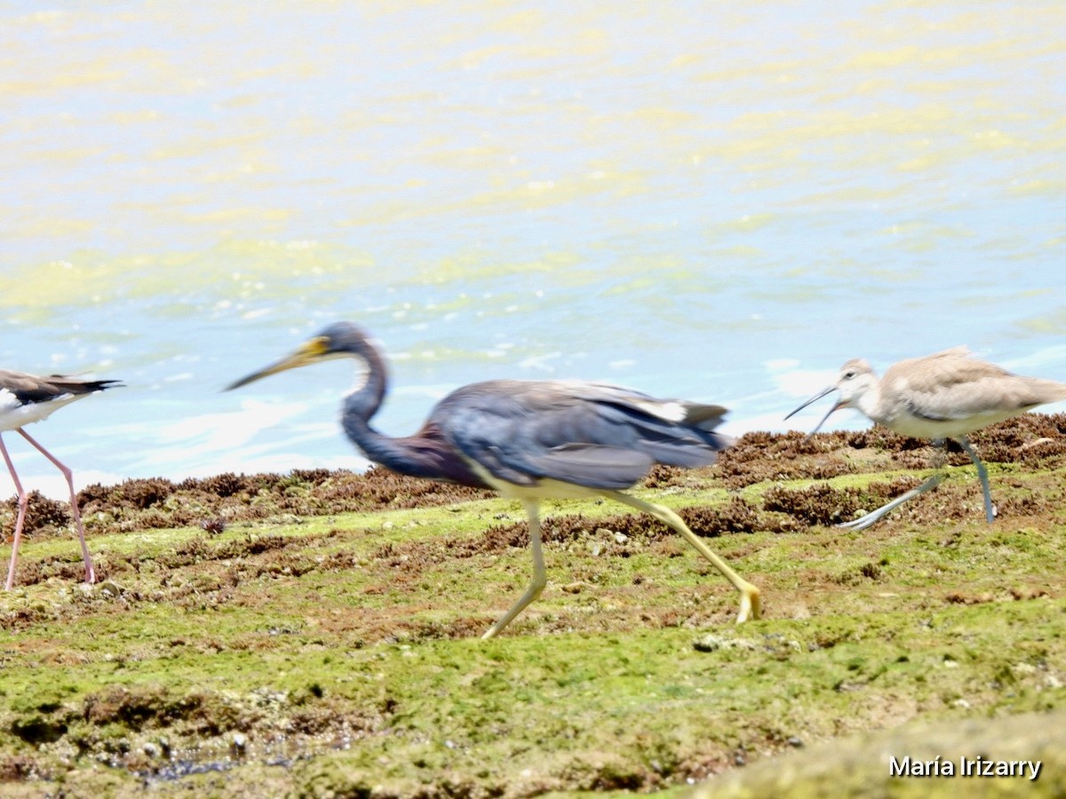 Tricolored Heron - ML624027422