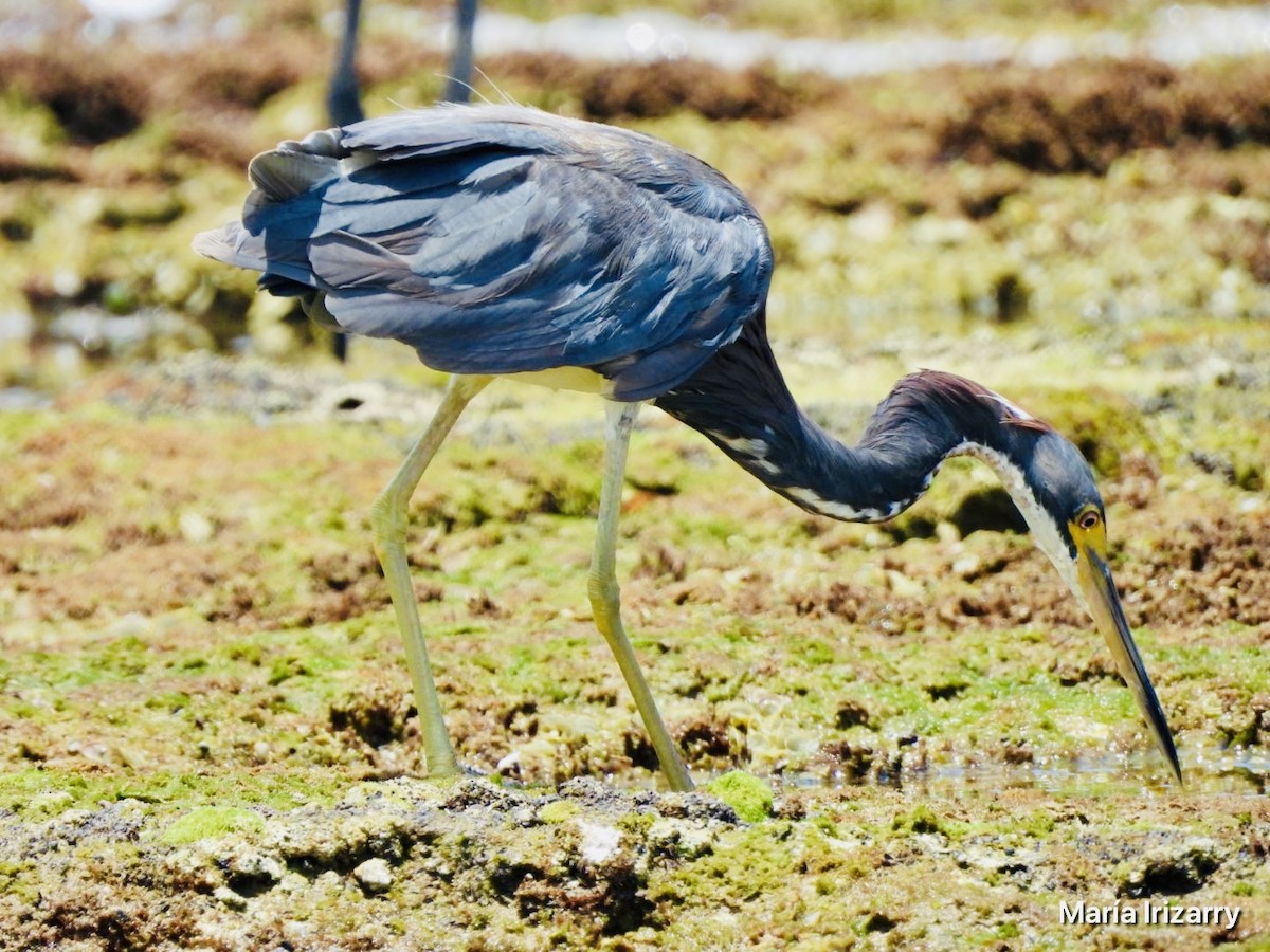 Tricolored Heron - ML624027423