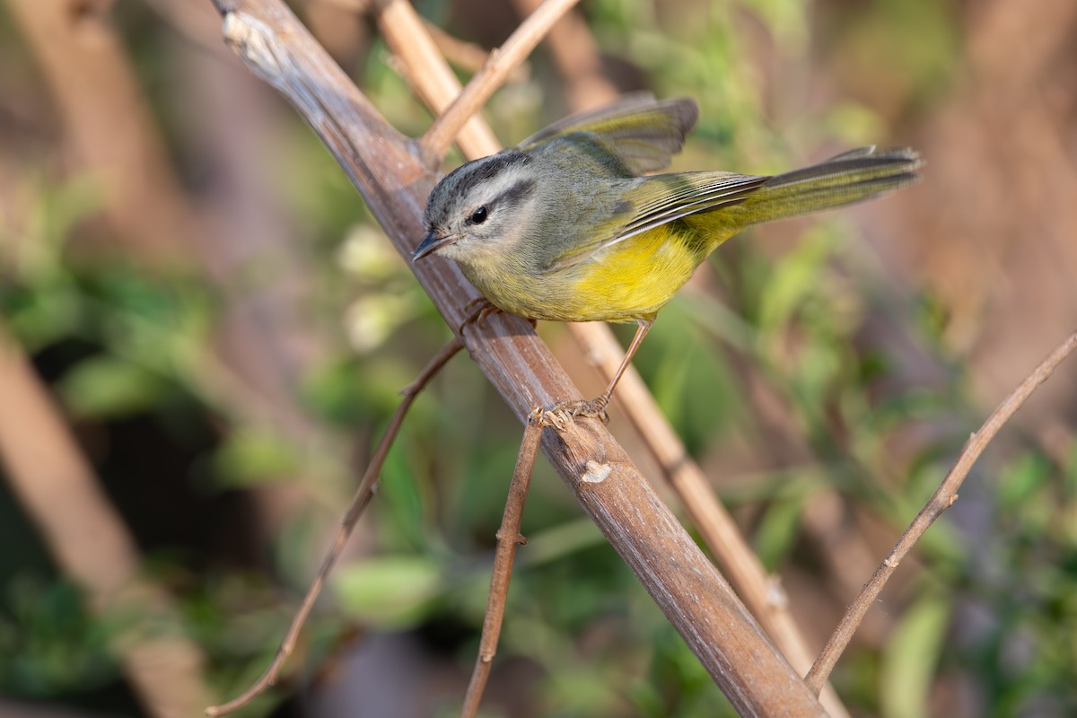 Three-banded Warbler - ML624027428