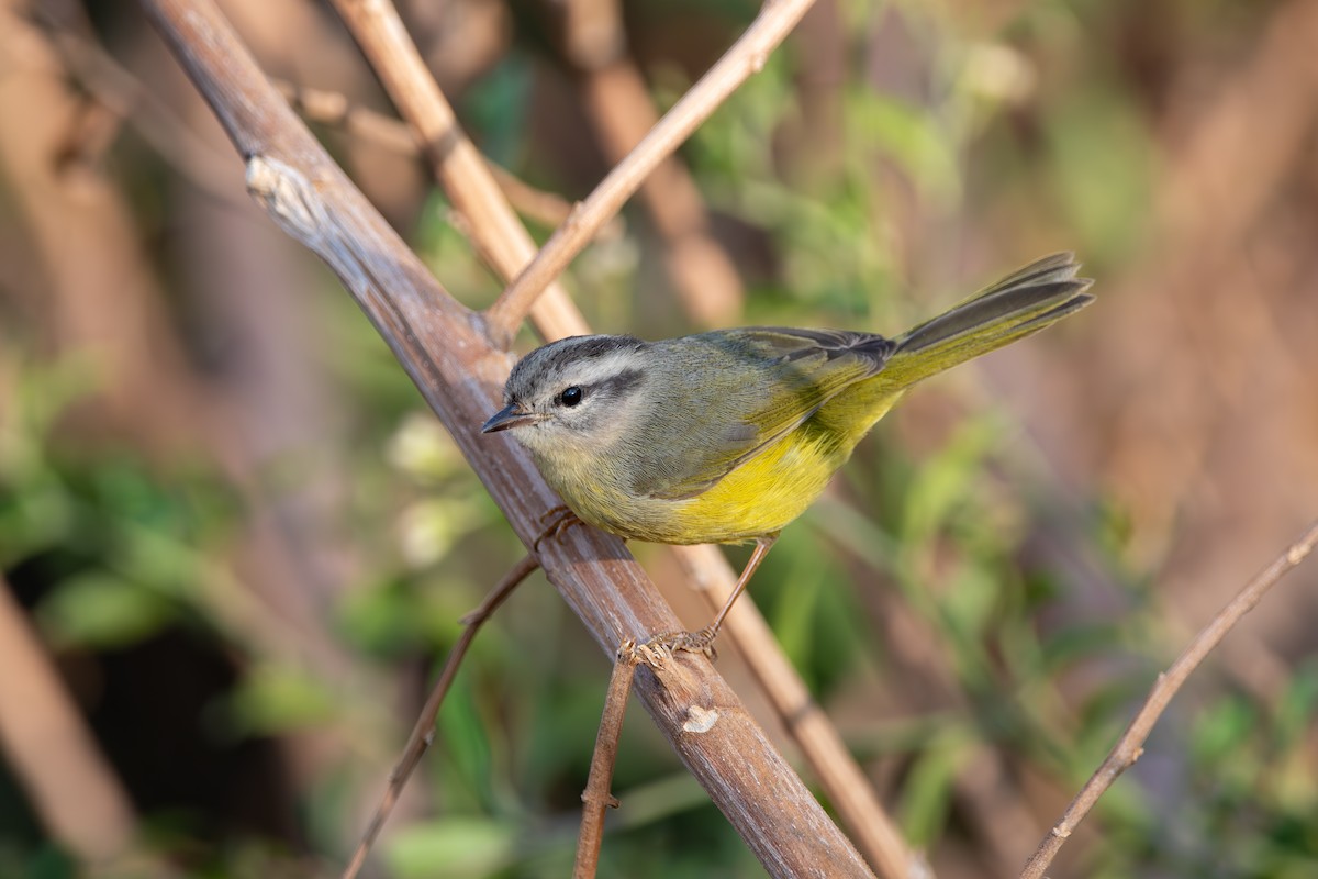 Three-banded Warbler - ML624027429