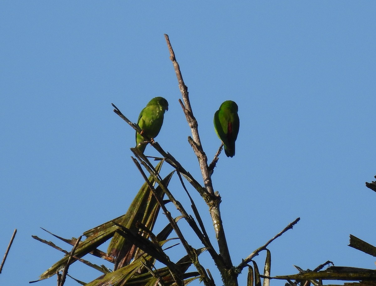 Vernal Hanging-Parrot - ML624027431