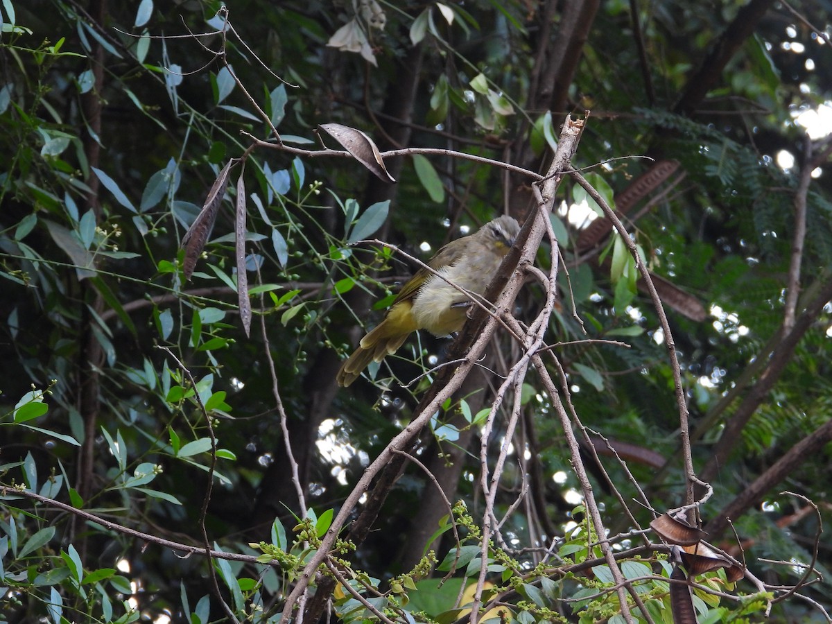 White-browed Bulbul - Kaushik Sarkar