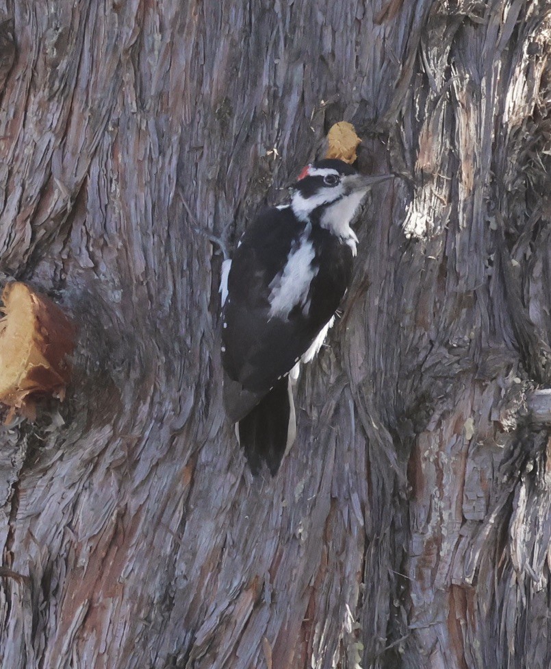 Hairy Woodpecker - ML624027435