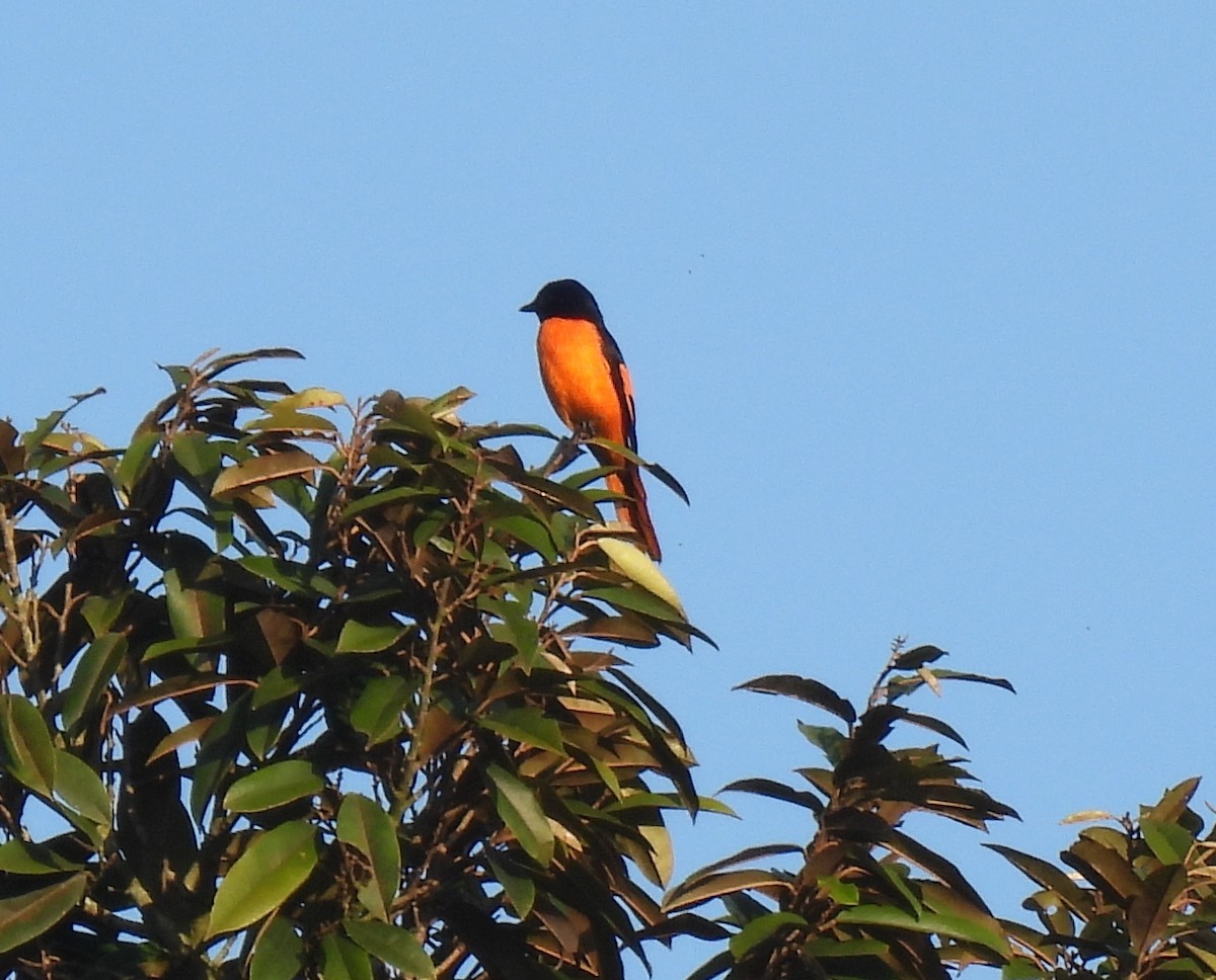 Orangemennigvogel - ML624027446