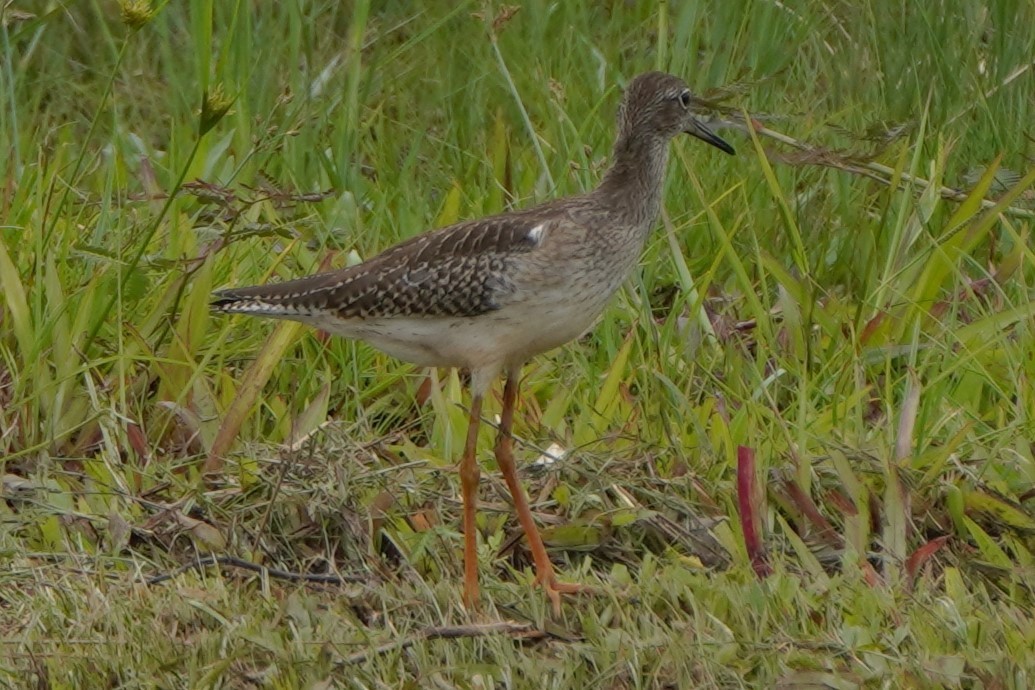 Common Redshank - Tracy Heng