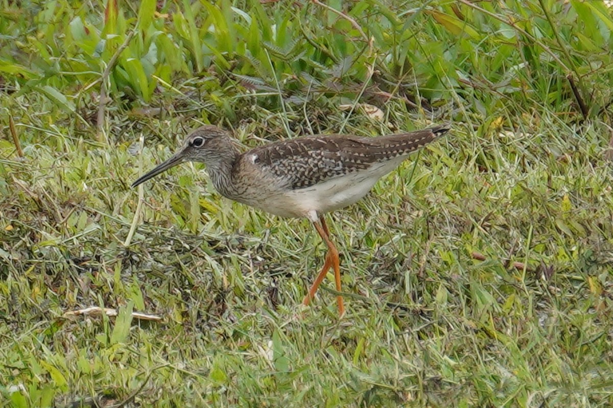 Common Redshank - ML624027455