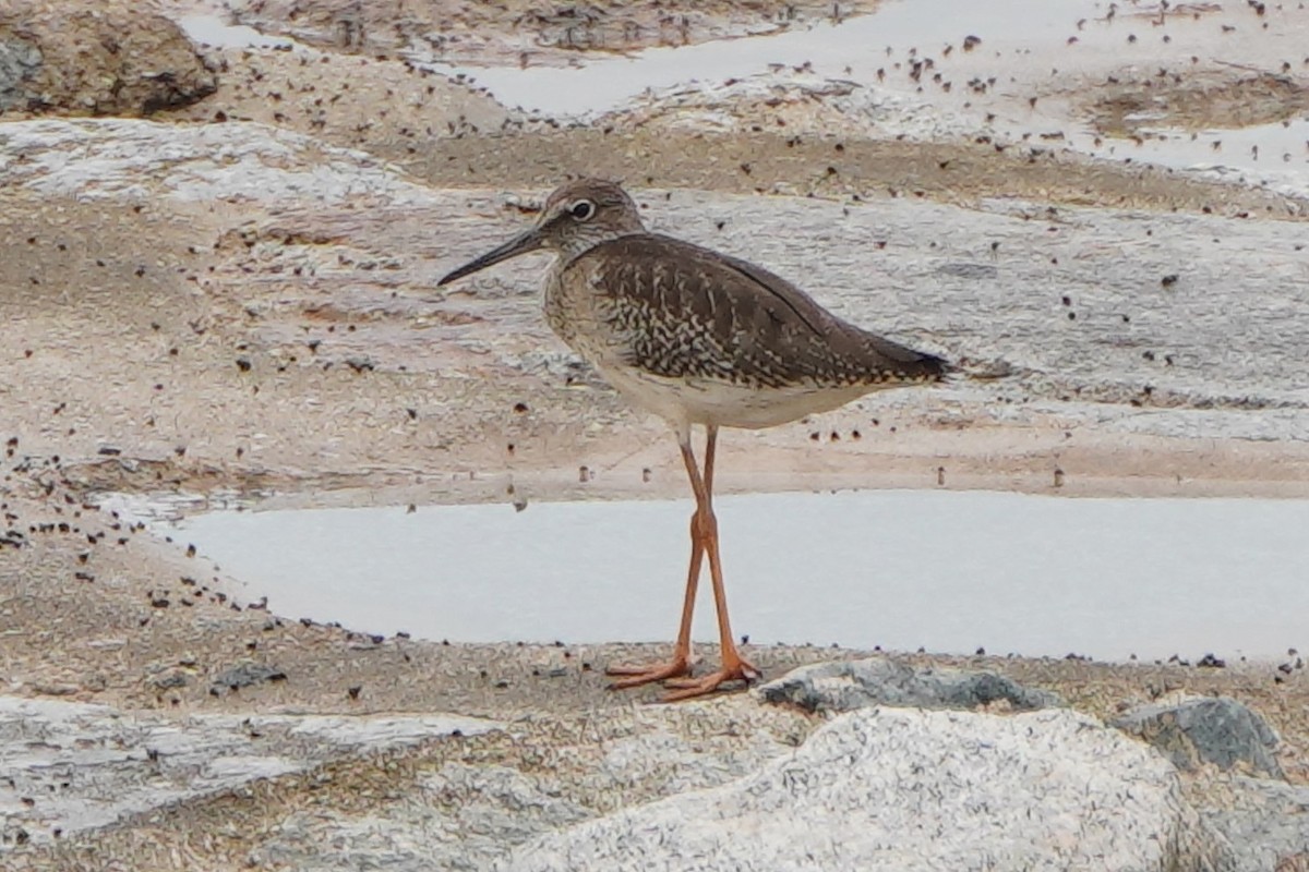 Common Redshank - ML624027456