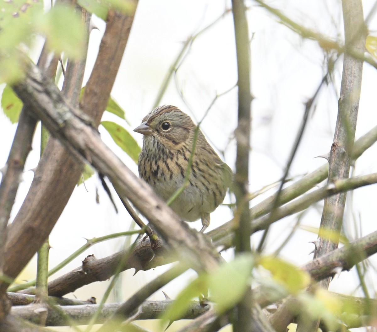 Lincoln's Sparrow - ML624027461