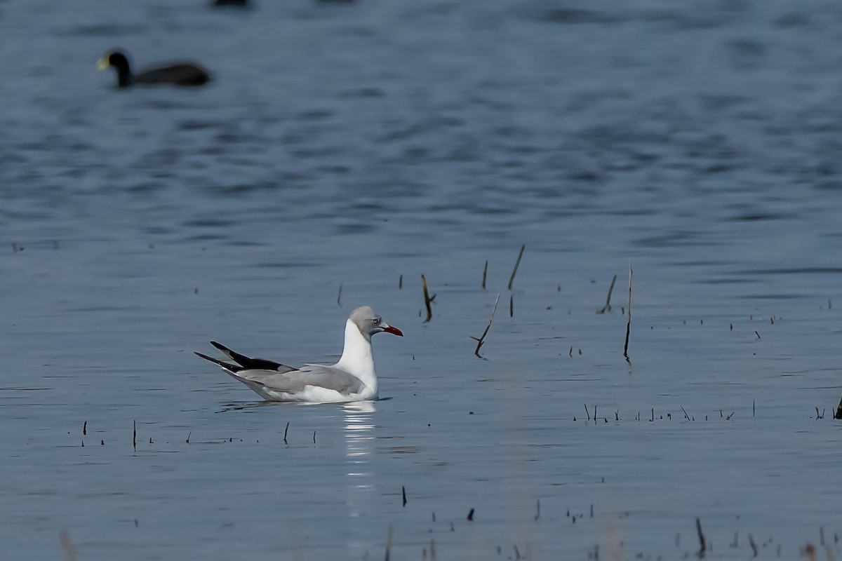 Gray-hooded Gull - ML624027475