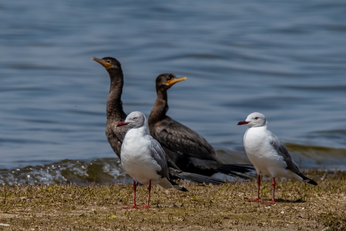 Gray-hooded Gull - Raul Aguero