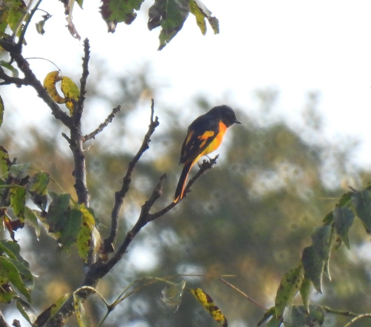 Orange Minivet - ML624027478