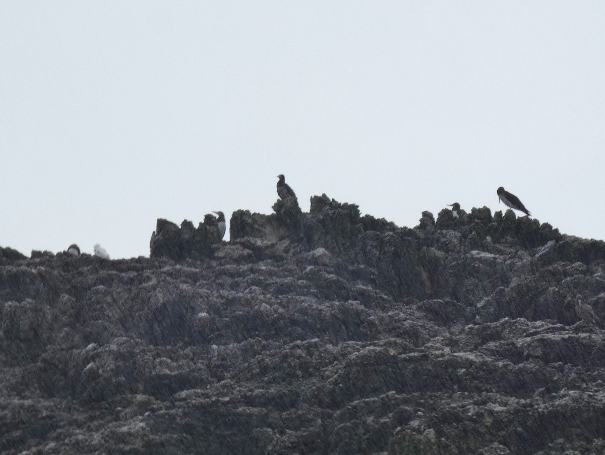 Brown Booby - ML624027479