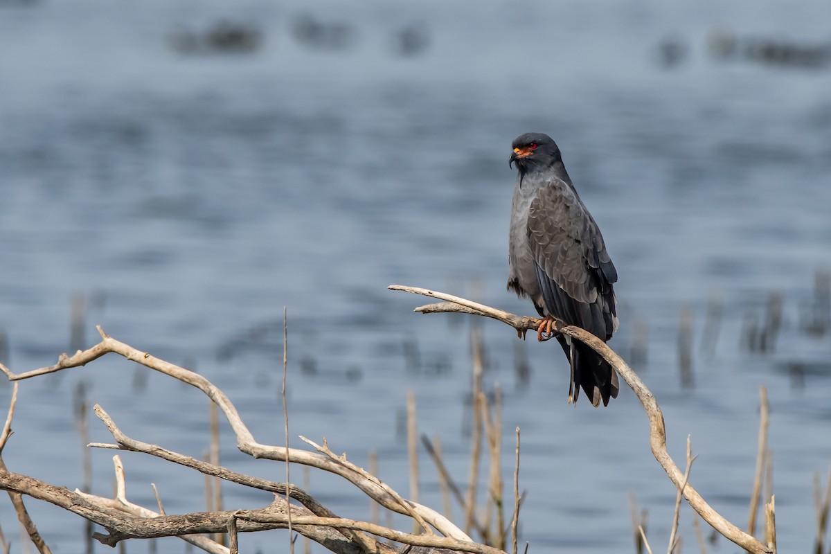 Schneckenbussard - ML624027504