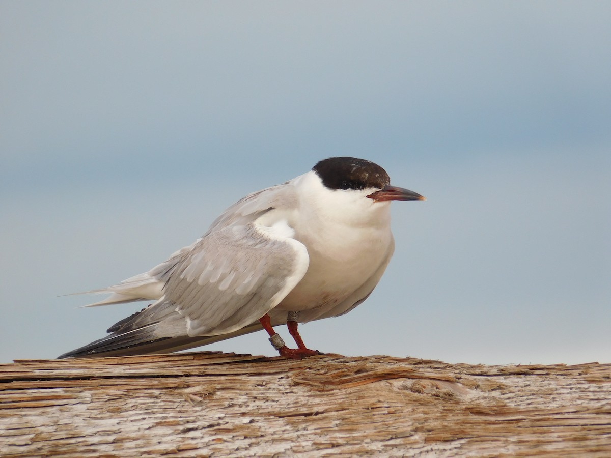 Common Tern - ML624027505