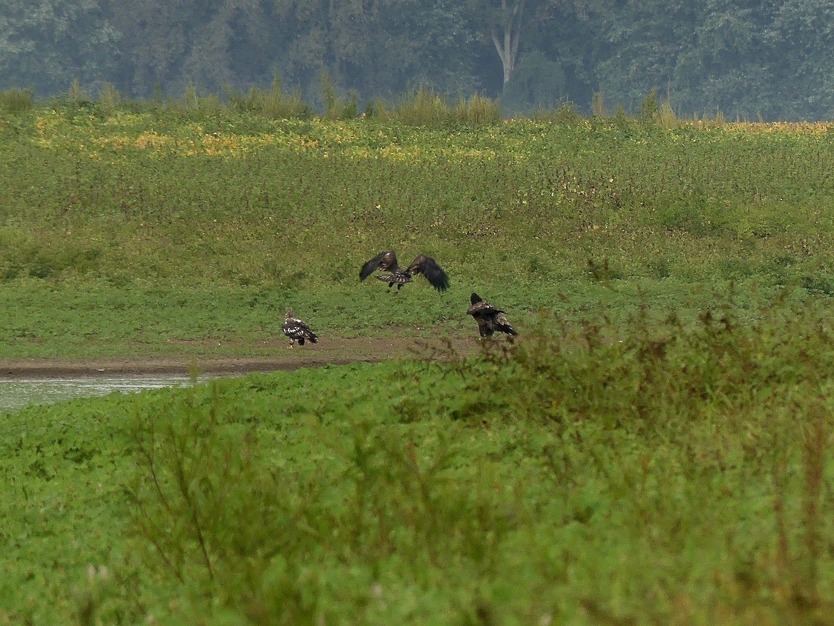 Bald Eagle - ML624027512