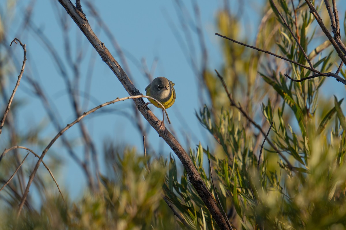 MacGillivray's Warbler - ML624027519