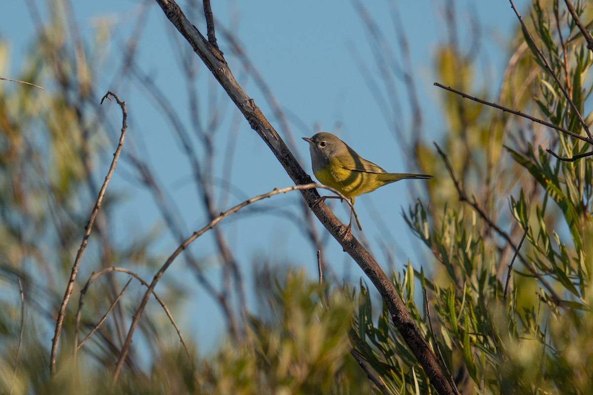 MacGillivray's Warbler - ML624027520