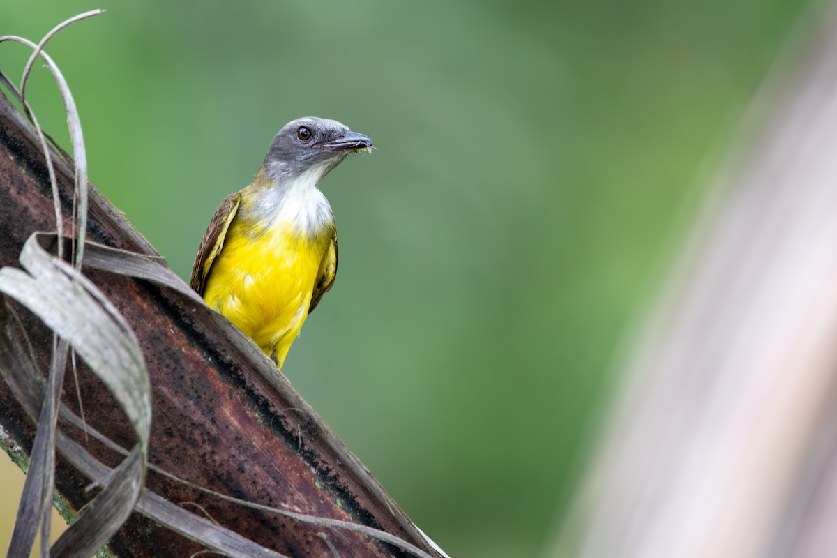 Sulphury Flycatcher - ML624027535