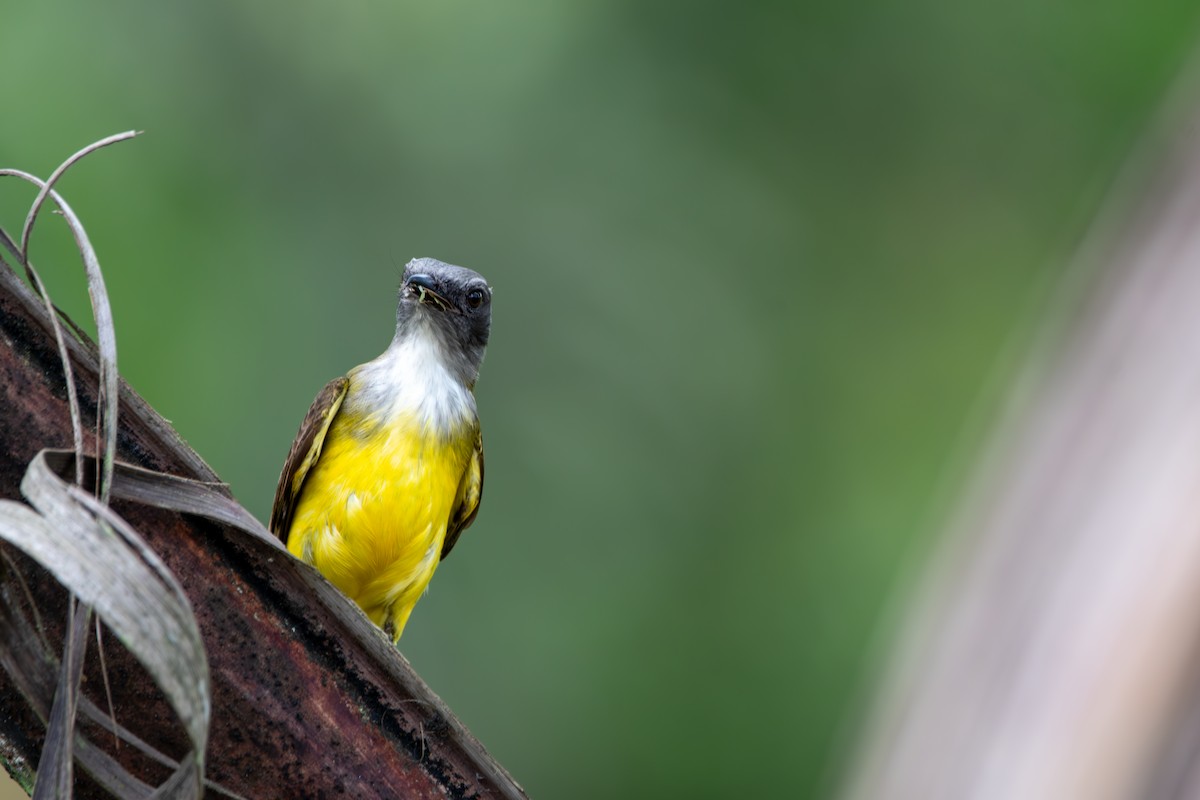 Sulphury Flycatcher - Isaac Smith