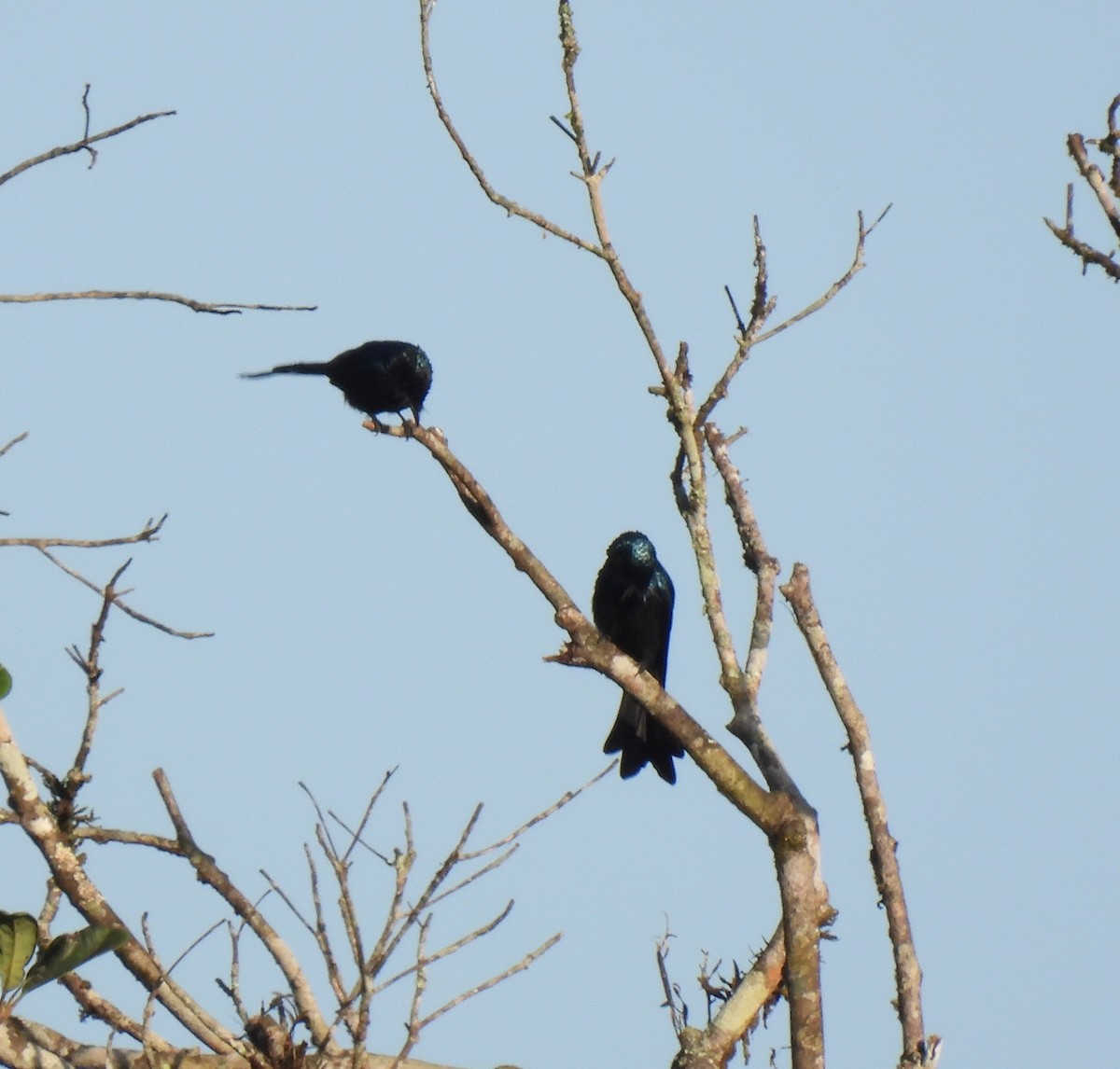 Bronzed Drongo - ML624027546