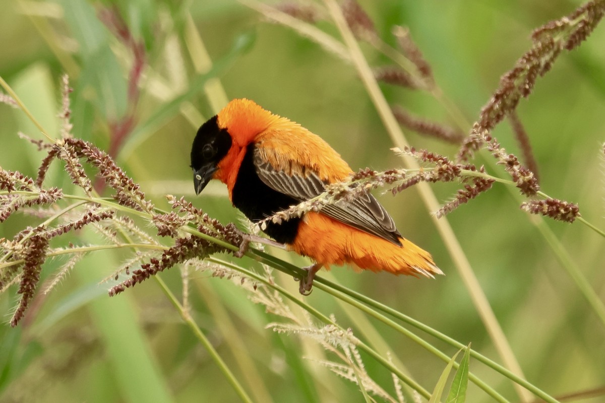 Northern Red Bishop - Daniel Tinoco