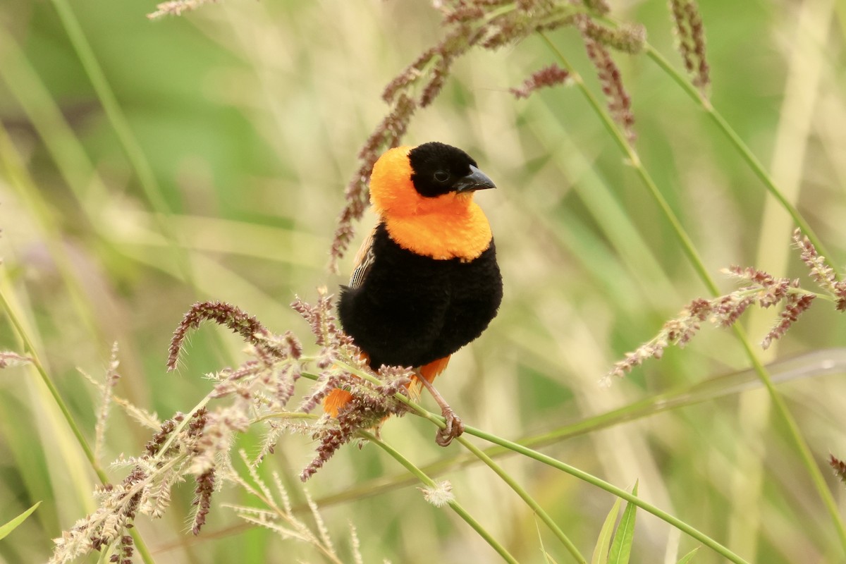 Northern Red Bishop - ML624027551