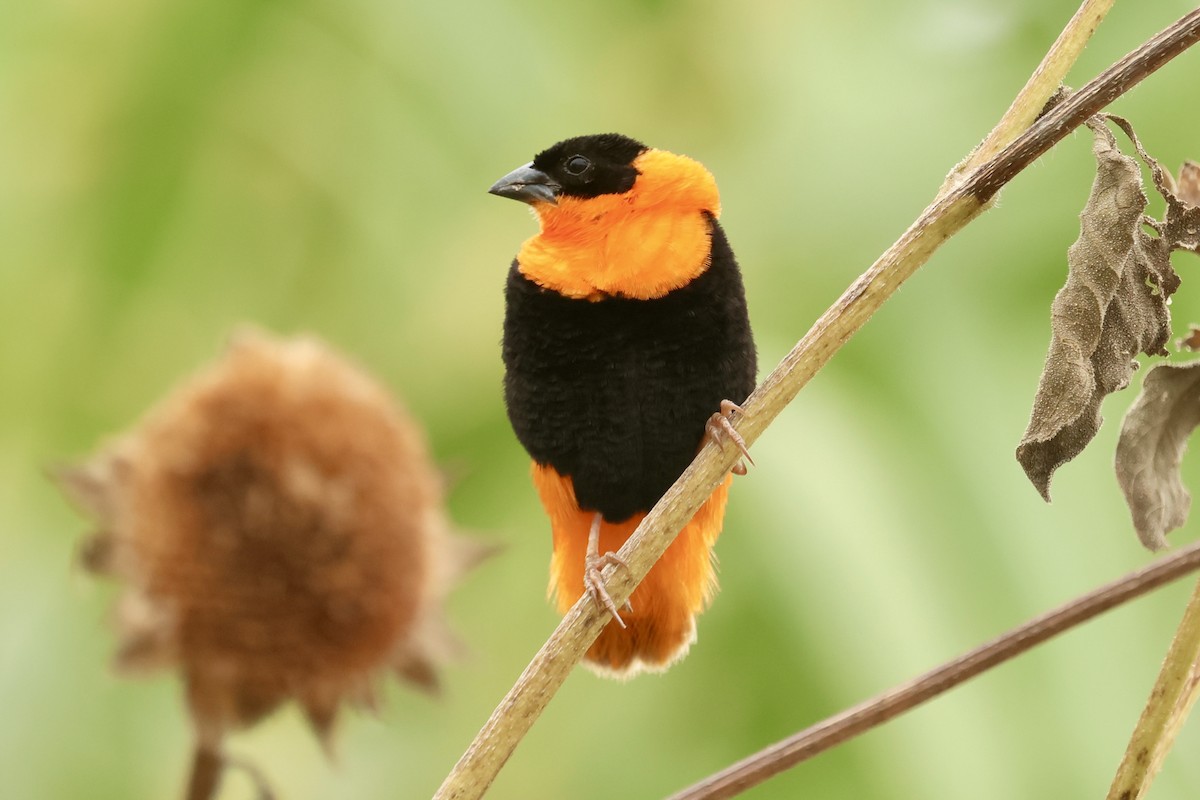 Northern Red Bishop - ML624027552