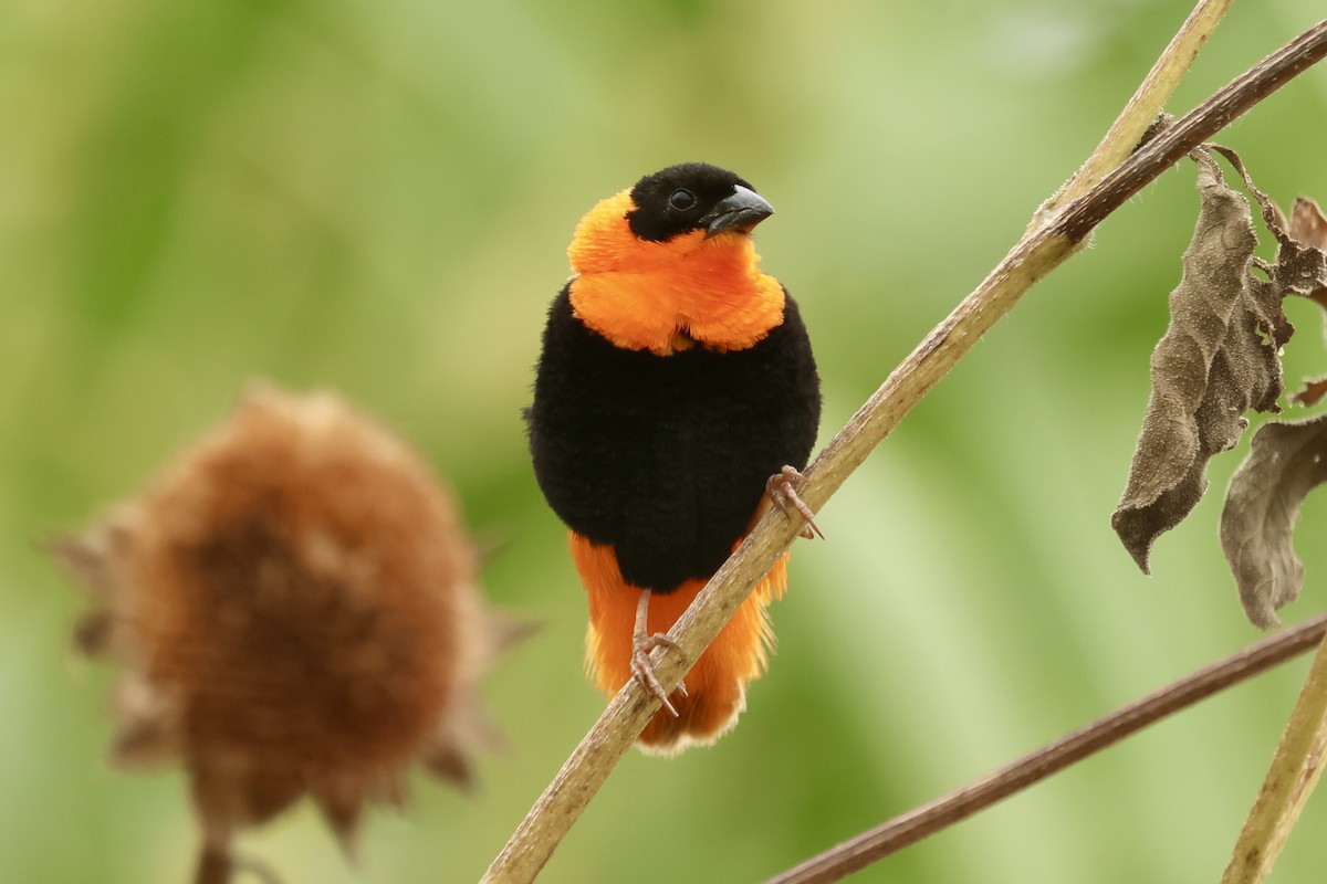 Northern Red Bishop - ML624027553