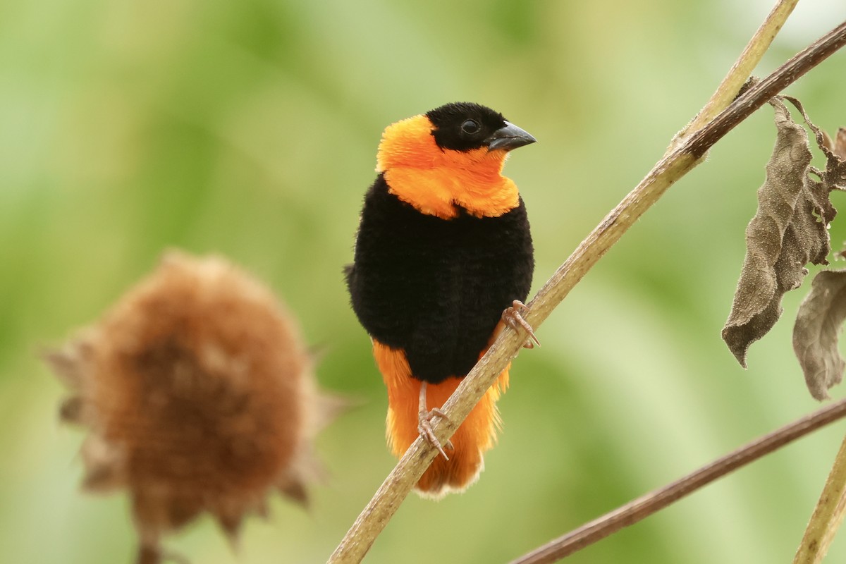 Northern Red Bishop - ML624027554