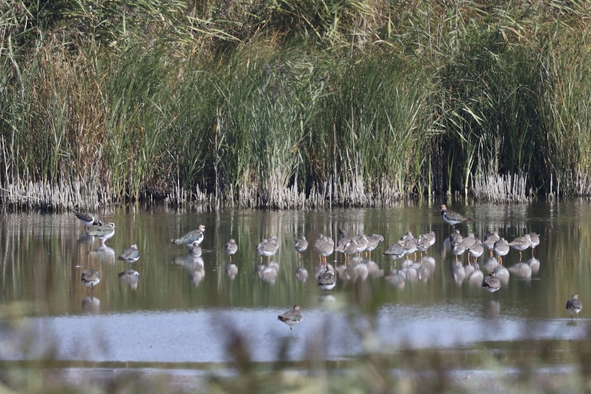 Common Redshank - ML624027562