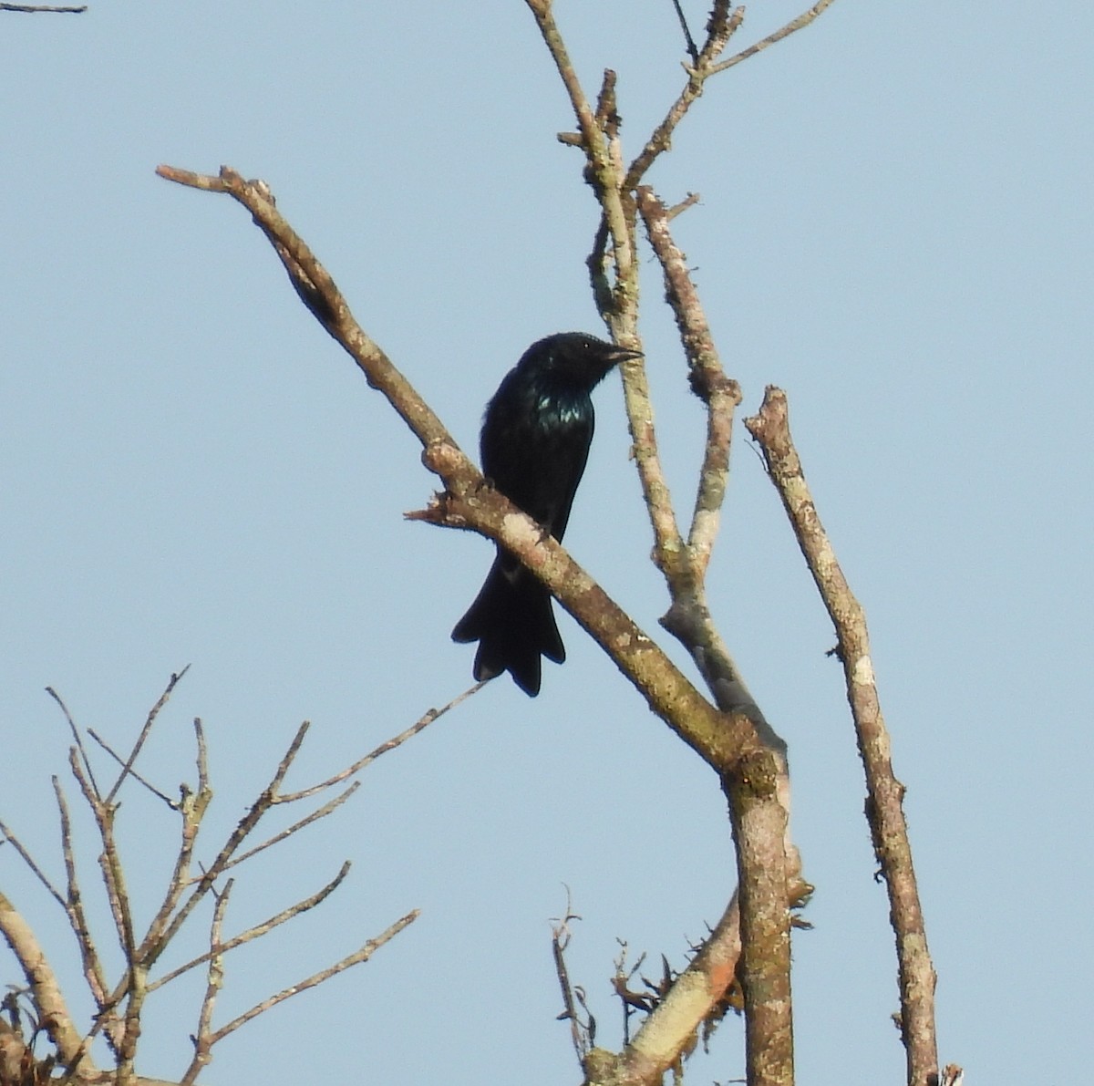 Bronzed Drongo - ML624027563