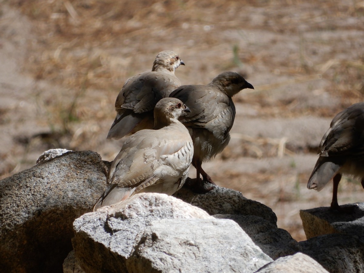 Chukar - ML624027602