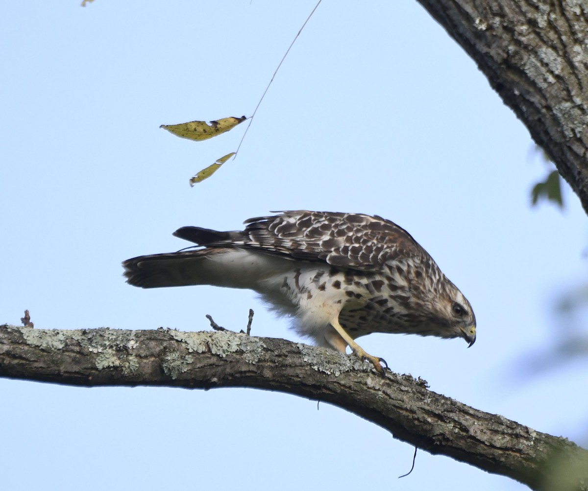 Red-shouldered Hawk - ML624027618