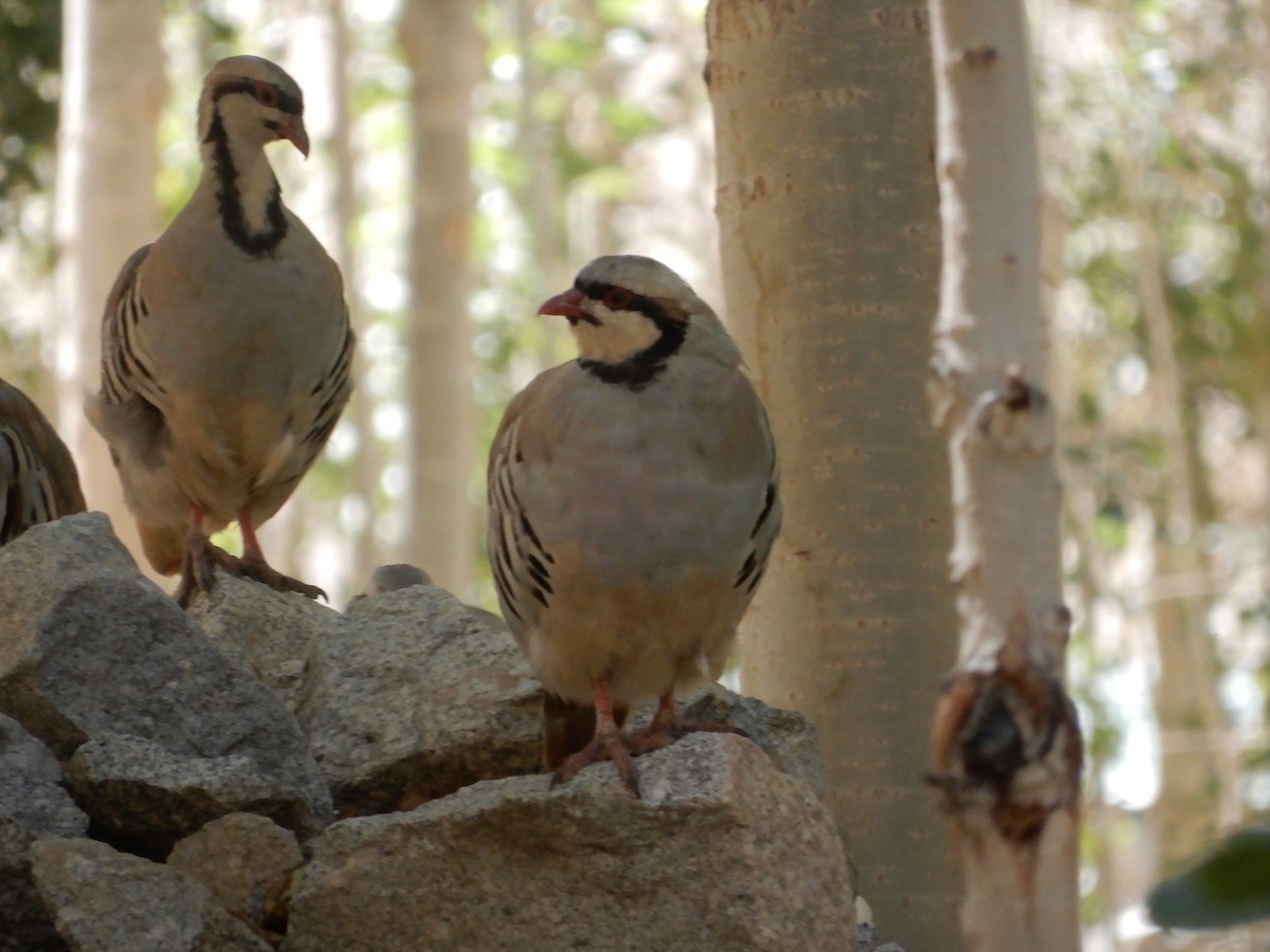 Chukar - ML624027627