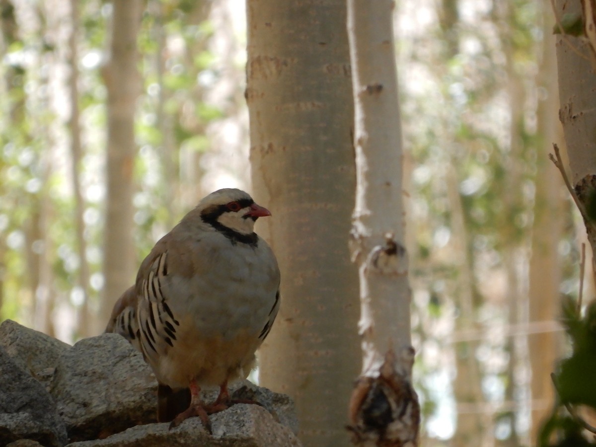 Chukar - ML624027628