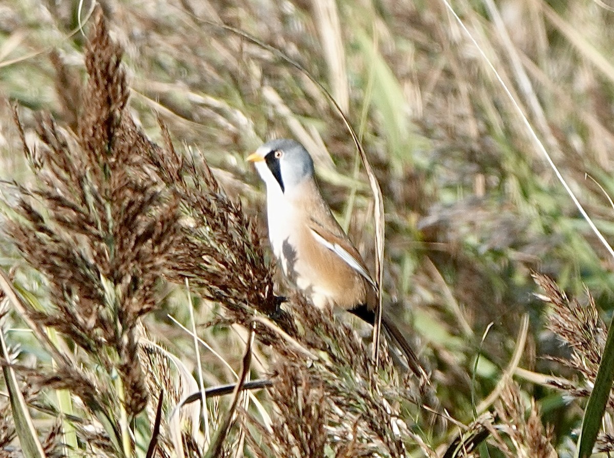 Bearded Reedling - Brian MacDonald