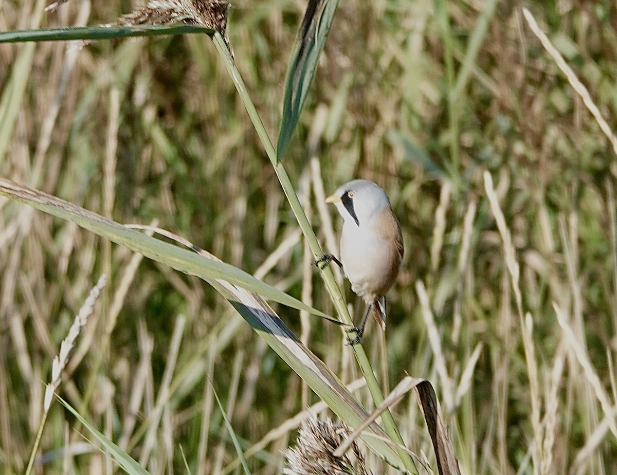 Bearded Reedling - ML624027640